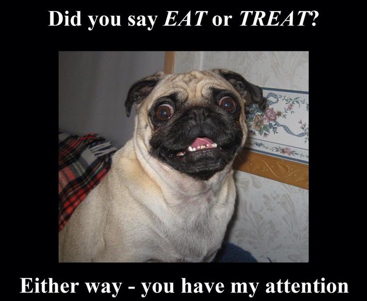 funny dog asking for treat or eat picture