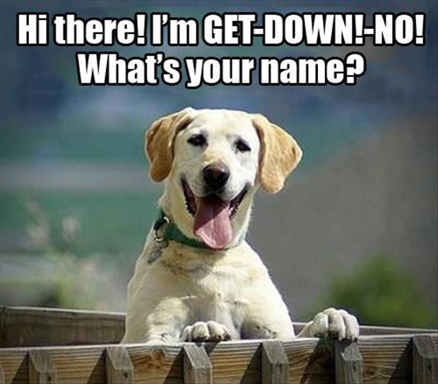 funny dog asking name