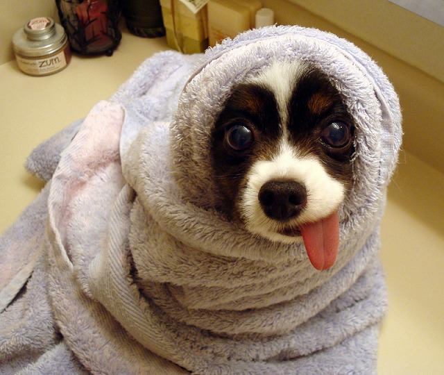 funny dog feeling so cold picture