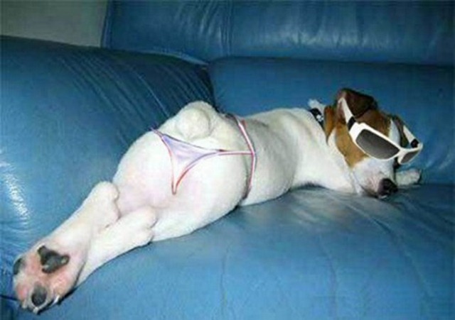 funny dog lying and wearing underwear
