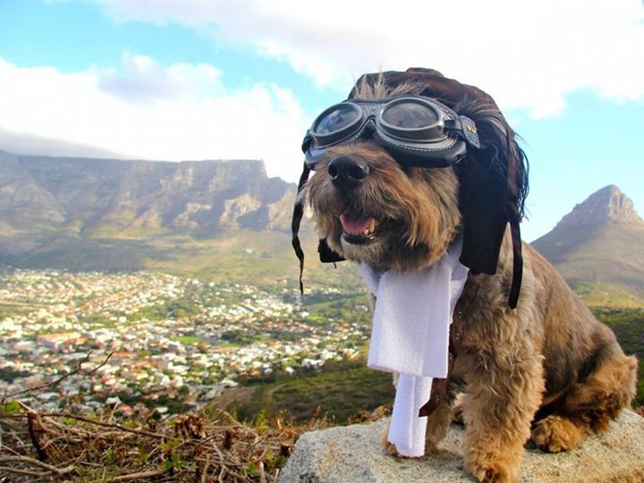 funny dog on mountain picture