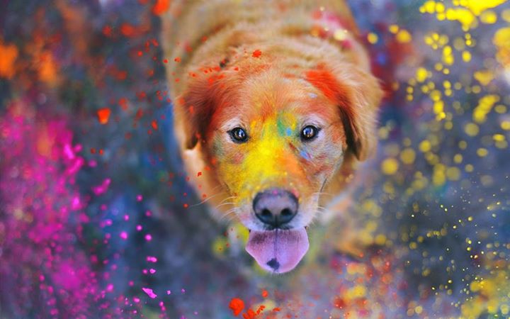 funny dog playing with colors picture