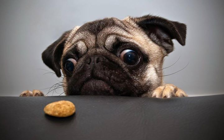 funny pug on a diet picture