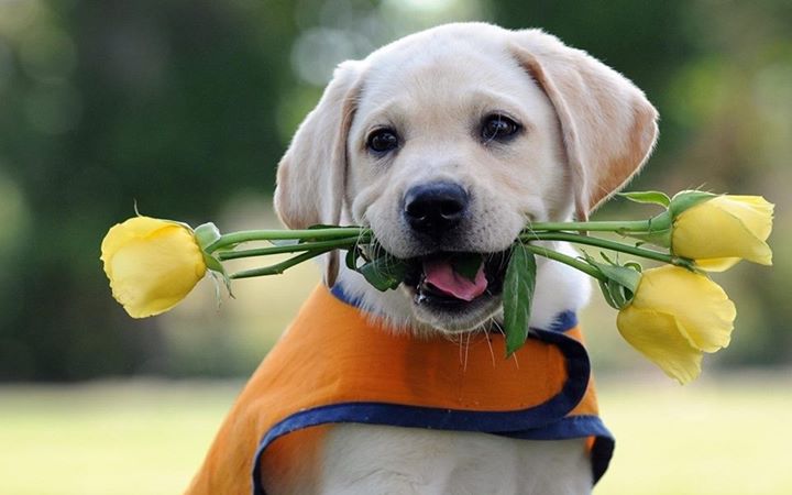 funny rose day dog picture