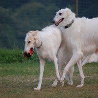 giant Borzoi large dog breed