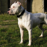 giant The Dogo Argentino dog breed