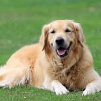 golden retriever cute dog