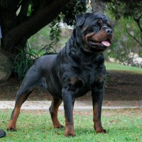 large dog breed size