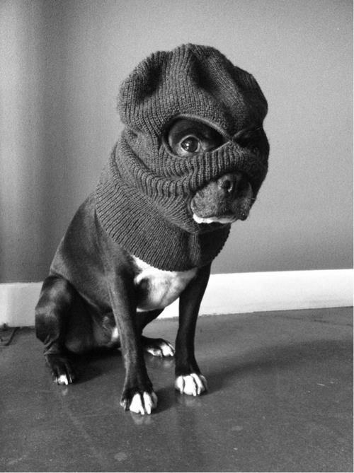 monkey cap suit best on me funny dog picture