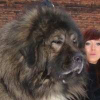 russian dog breeds huge