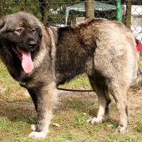 russian dog breeds pictures