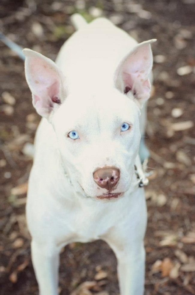 Most Favorite White Dog Breeds Dog Breeders Guide