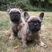 2 brown french bulldog picture