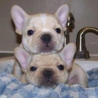 2 french bulldog enjoying in tub picture