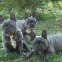 3 Dark Chocolate French Bulldogs in Garden