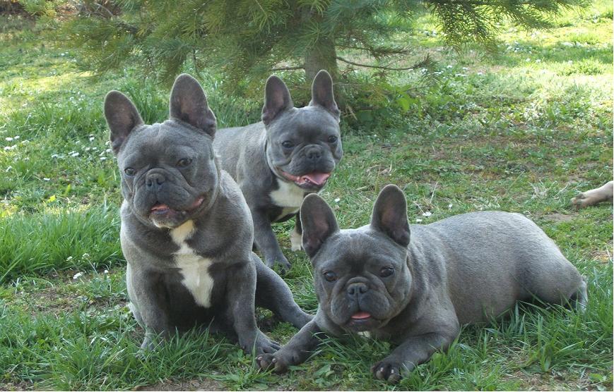 3 Dark Chocolate French Bulldogs in Garden - Dog Breeders Guide