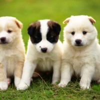 3 white cute puppies picture