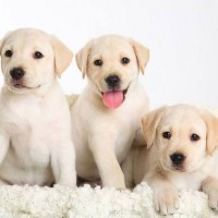 3 white labrador retrievers puppies picture
