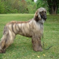 Afghan Hound Dog Pictures