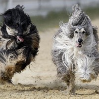 Afghan Hound Dog Racing Picture