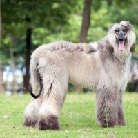 Afghan Hound Large Dog Breed with Pictures
