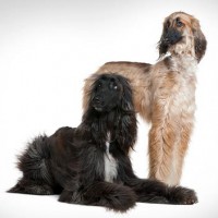 Afghan Hound White n Black Dog Pictures