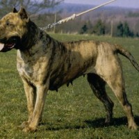Alano Espanol Large Dog Breed with Pictures