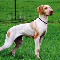 Ariege Pointer Large Dog Breed with Pictures