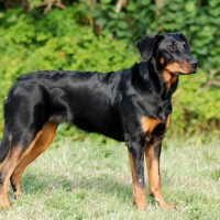 Beauceron Large Dog Breed with Pictures