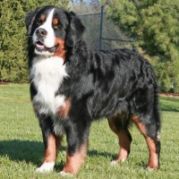 Bernese Mountain Large Dog Breed with Pictures