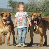 Boerboel Large Dog Breed with Pictures