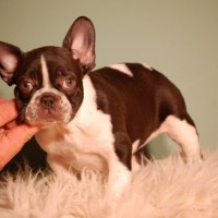 Chocolate French Bulldog little Puppy Picture