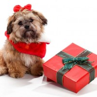 Christmas Gift Ideas for Dogs