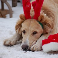 Christmas Gift Ideas for Your Dog
