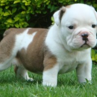 Cute English Bulldog Puppy for Adoption
