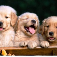 Cute Pictures of Puppies laughing out loud