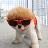 Cute puppy wearing sunglasses picture
