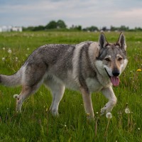 Czechoslovakian Wolfdog Large Dog Breed with Pictures