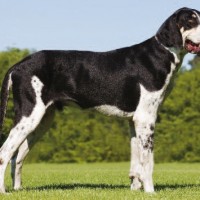 Francais Blanc et Noir Large Dog Breed with Pictures