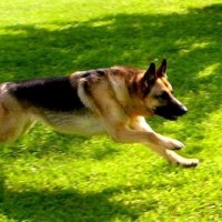 German Shepherd Large Dog Breed with Pictures