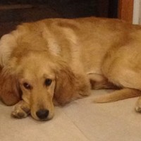 Golder Retriever Large Dog Breed with Pictures