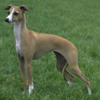 Greyhound Relaxed Dog Breed