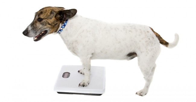 How to help my dog loose weight