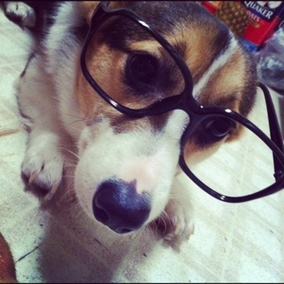 I need glasses funny dog picture