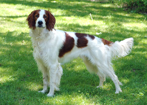 Irish Red and White Setter Large Dog Breed with Pictures