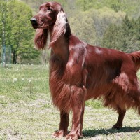 Irish Setter Large Dog Breed with Pictures