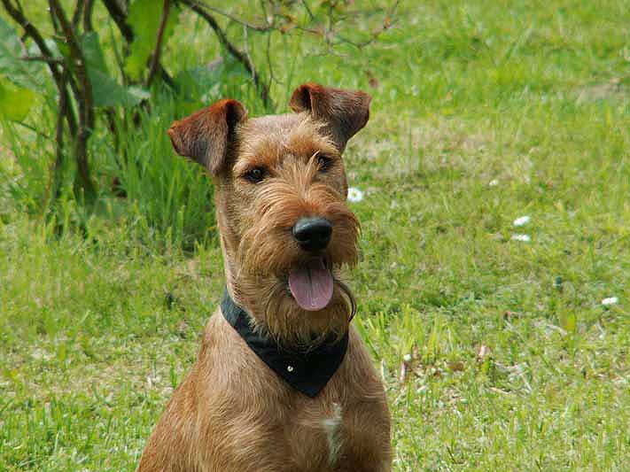 Irish Terrier Small Dog Breed with Pictures