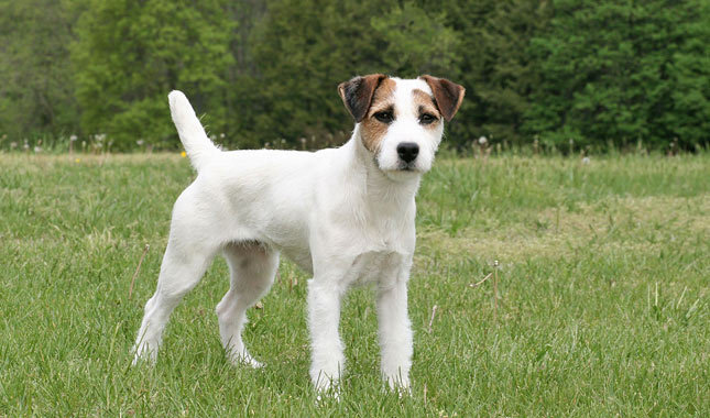 Jack Russell Terrier Small Dog Breed with Pictures