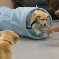 Labrador Puppy Training Tips