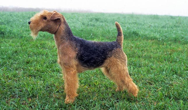 Lakeland Terrier Small Dog Breed with PIctures